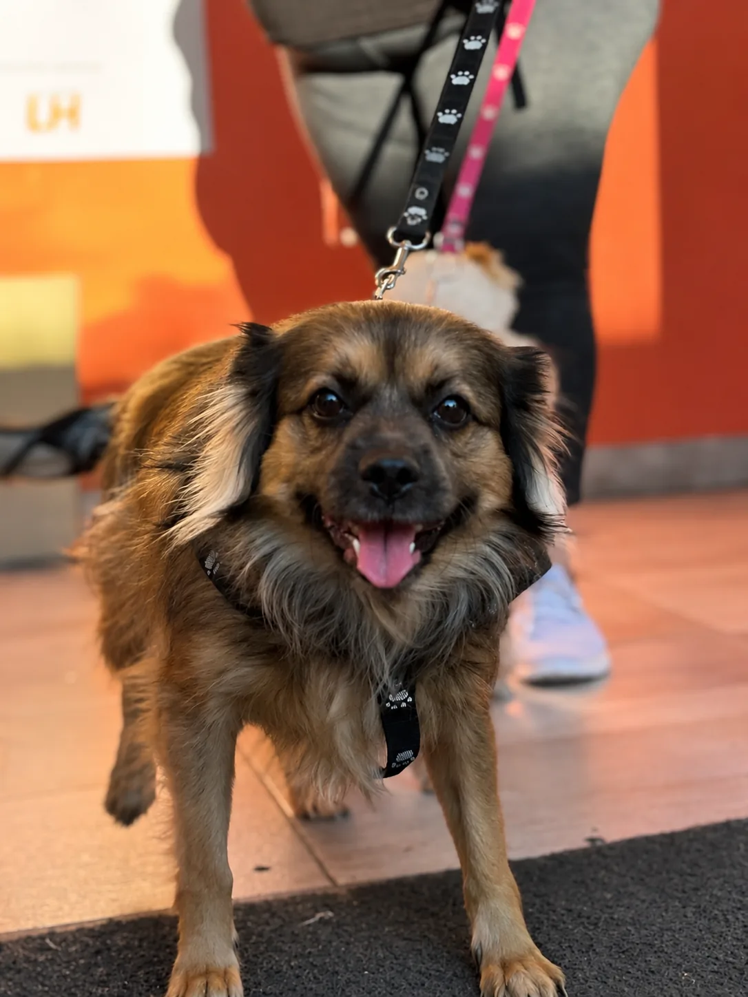 Complejo Pet Friendly: bienvenidas las mascotas